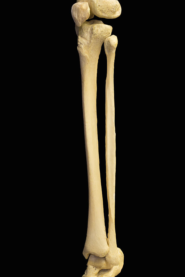 human leg bone structure