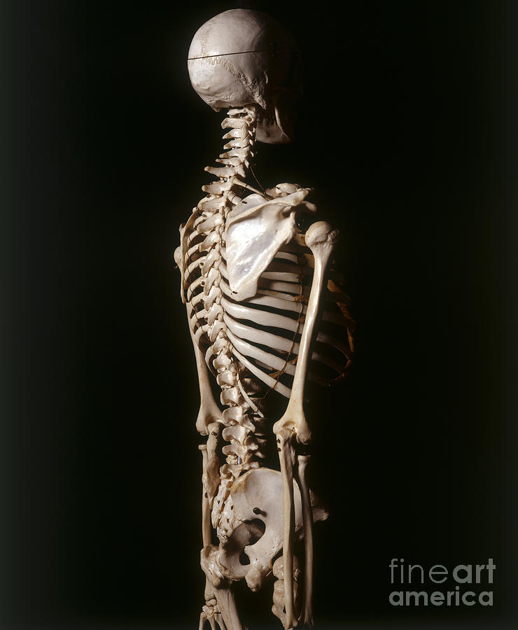 Human Skeleton, Side View Photograph by John Davis and Dorling Kindersley