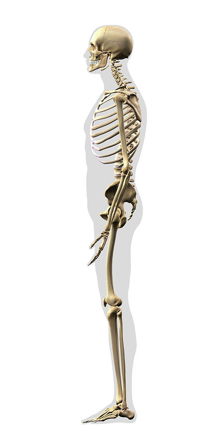 Human Skeleton, Side View On White Photograph by Hank Grebe