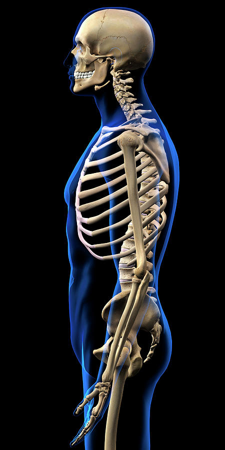 Human Skeleton, Side View With Blue Photograph by Hank Grebe