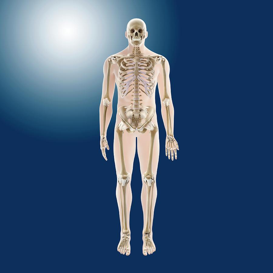 Skeleton Photograph - Human Skeleton by Springer Medizin