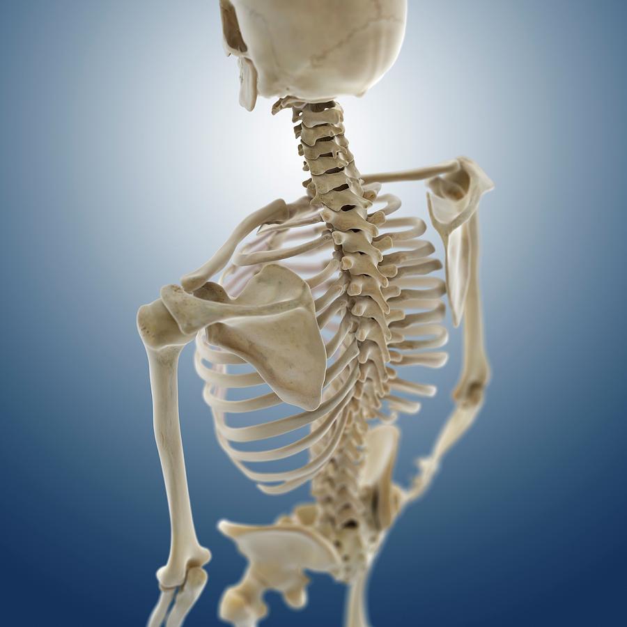 Human Skeleton Photograph by Springer Medizin/science Photo Library ...