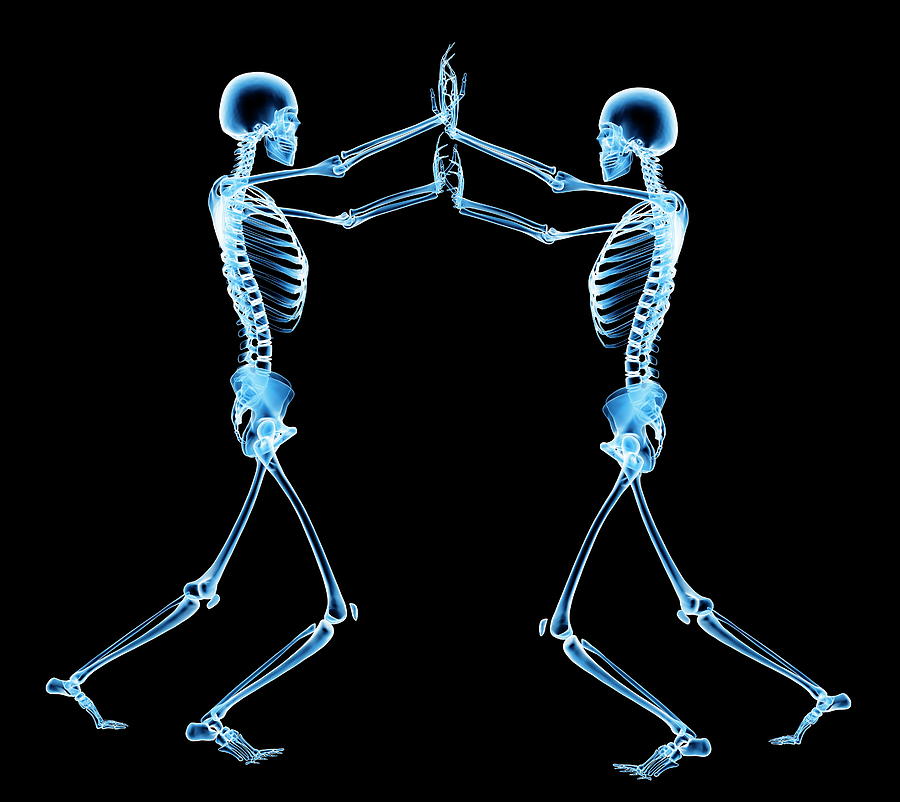 Human Skeletons Photograph by Pasieka