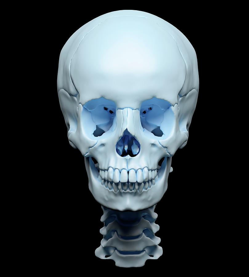 Skull Photograph - Human Skull by Andrzej Wojcicki/science Photo Library