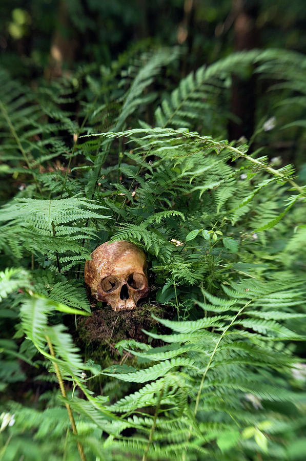 Human Skull Photograph by Daniel Sambraus/science Photo Library