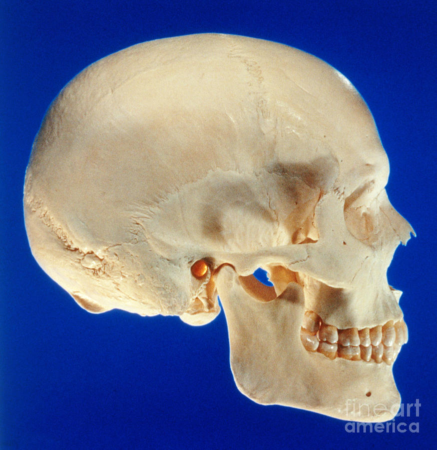 Human Skull Photograph by David Bassett