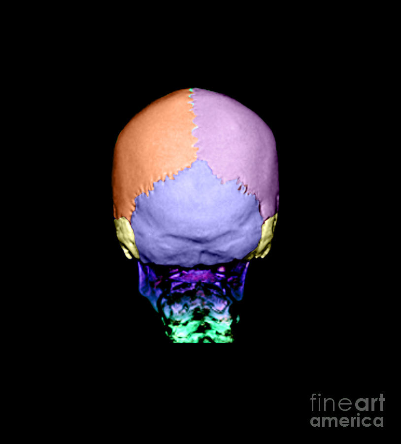 Human Skull Photograph by Living Art Enterprises