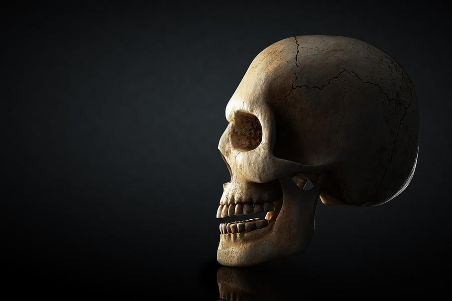 Human Skull Profile On Dark Background Photograph