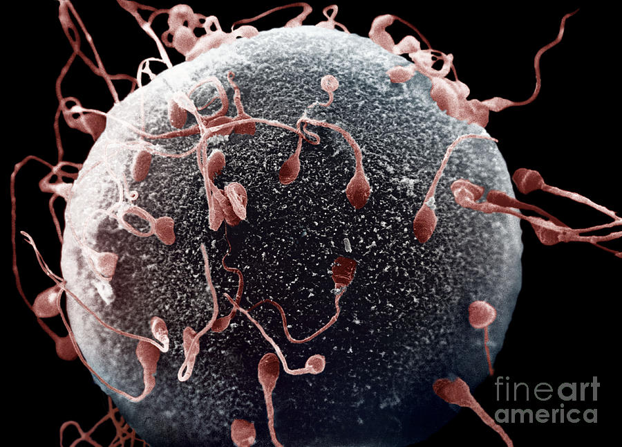 Human Sperm And Egg Photograph by David M. Phillips