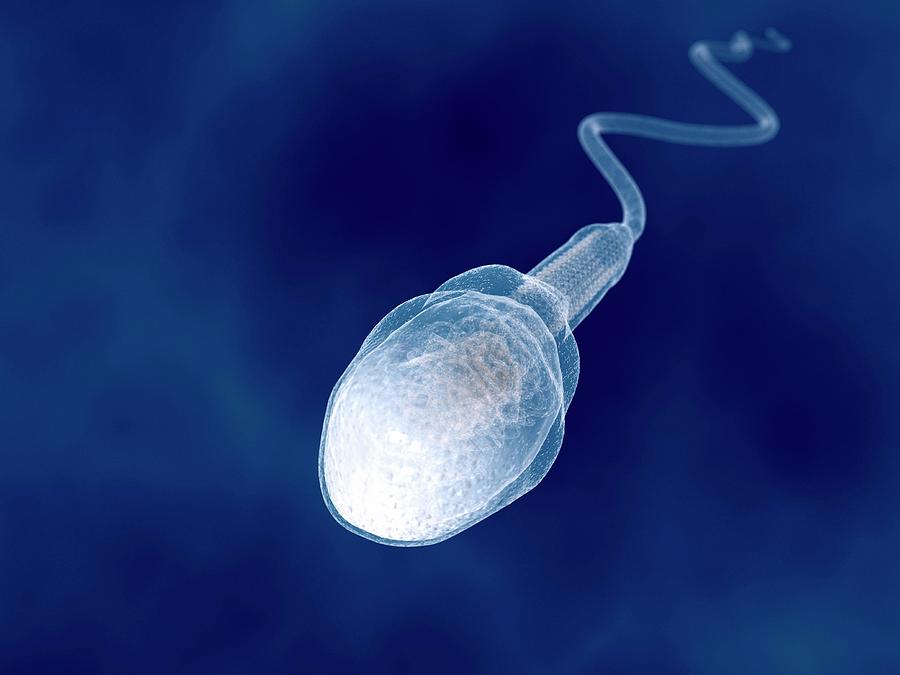 Acrosome Photograph - Human Sperm, Artwork by Juan Gaertner