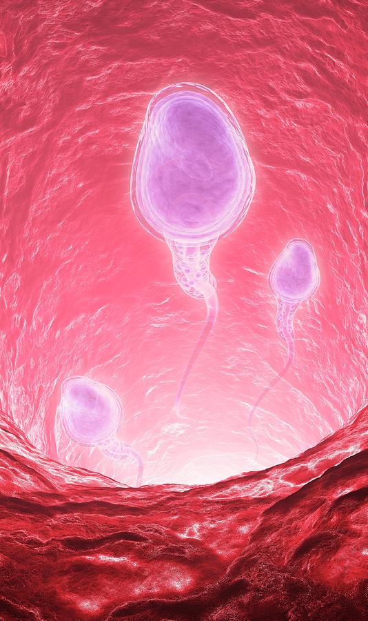 Biology Photograph - Human Sperm Cells by Andrzej Wojcicki/science Photo Library