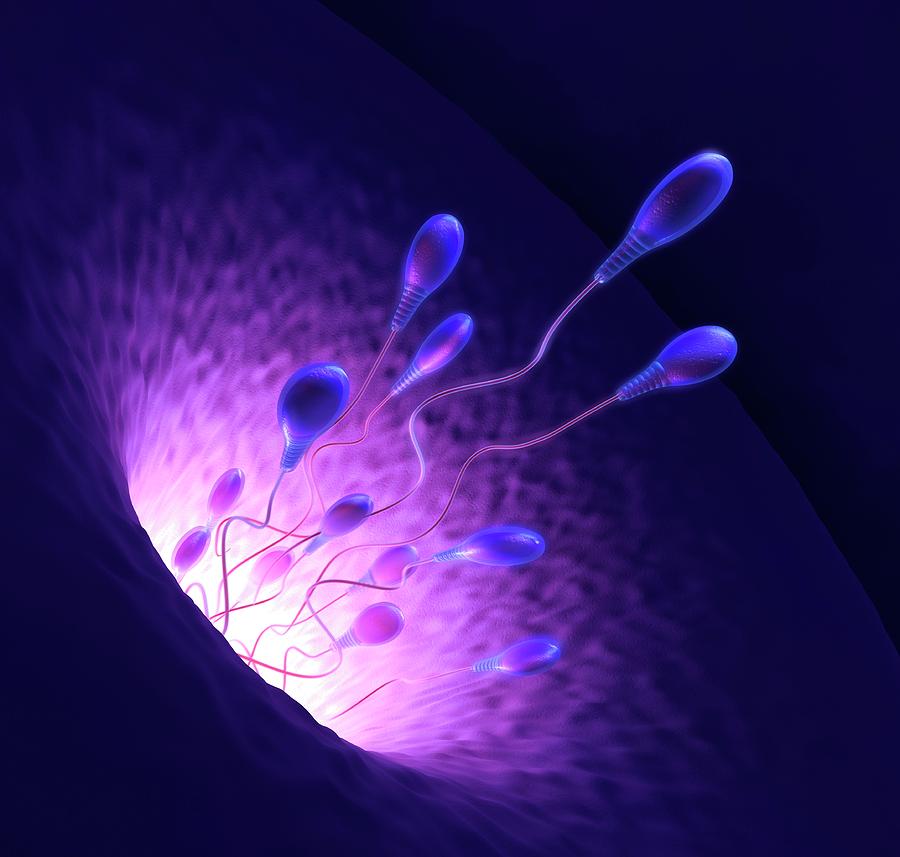 Human Sperm Cells Photograph By Ktsdesign Science Photo Library Pixels