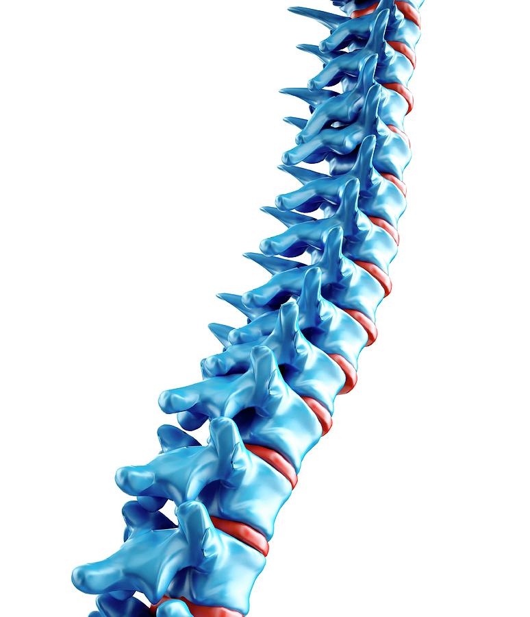 Skeleton Photograph - Human Spine by Andrzej Wojcicki/science Photo Library