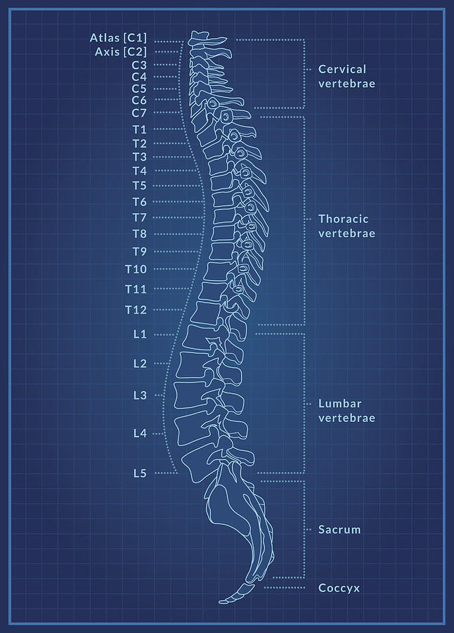 Human Spine Blueprint Drawing by Wetcake