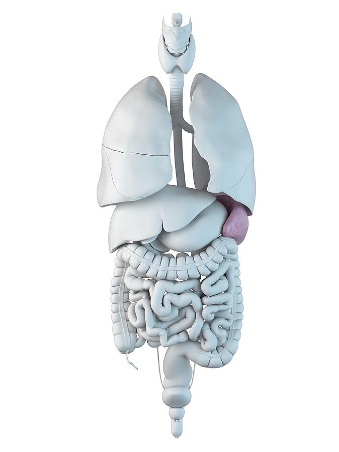 Human Spleen Photograph by Sciepro - Pixels