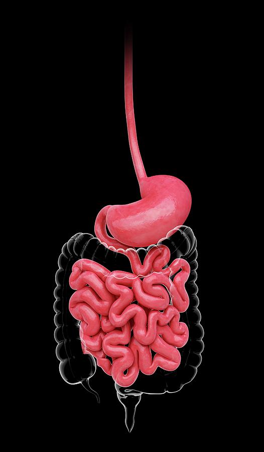 Human Stomach Photograph By Pixologicstudio - Pixels