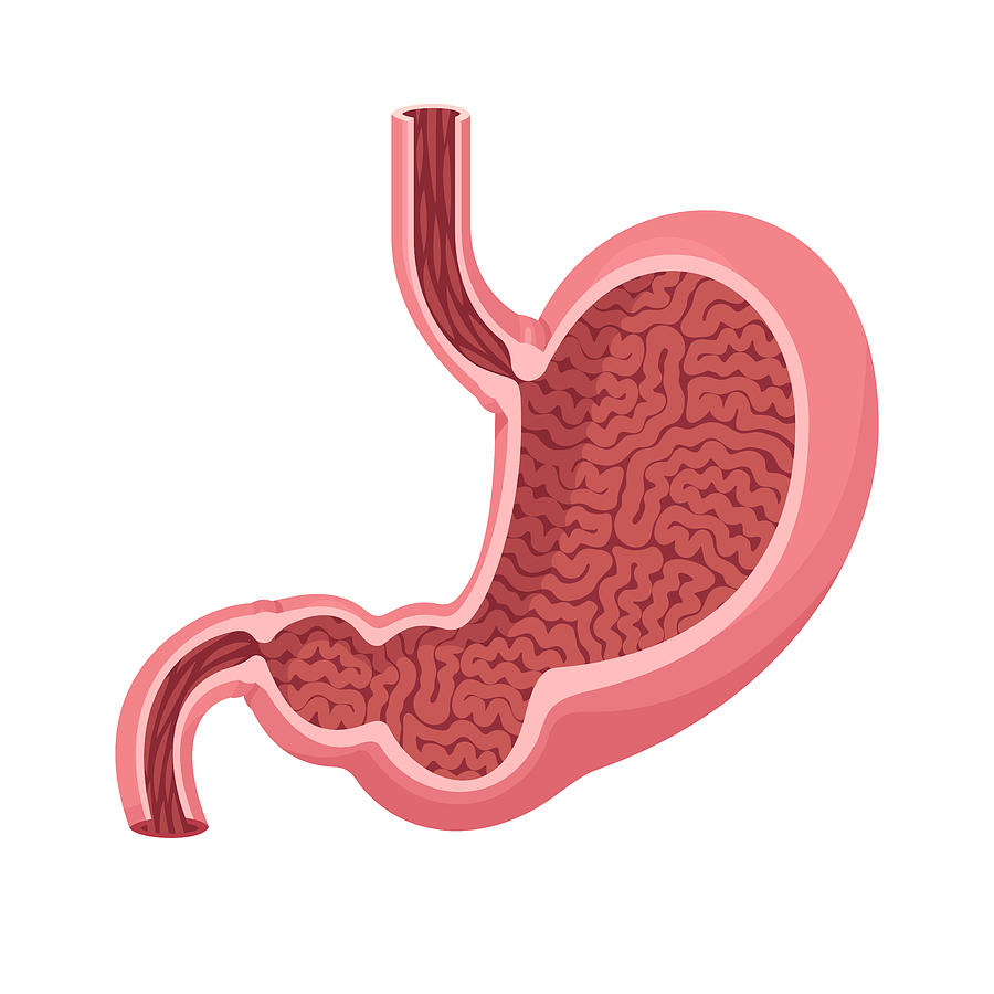 Human stomach vector Drawing by AlonzoDesign