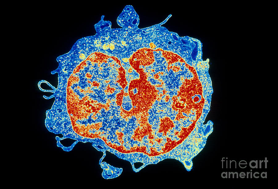 Human T-lymphocyte Photograph by David M. Phillips