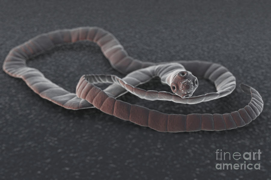Human Tapeworm Photograph by Science Picture Co - Fine Art America