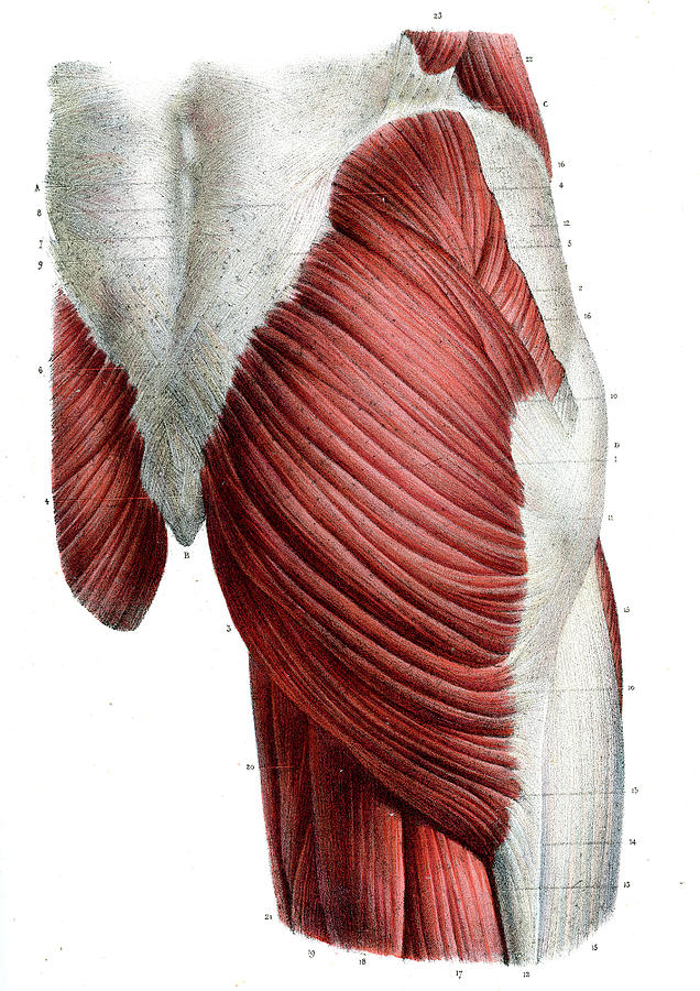 hip anatomy muscles and tendons