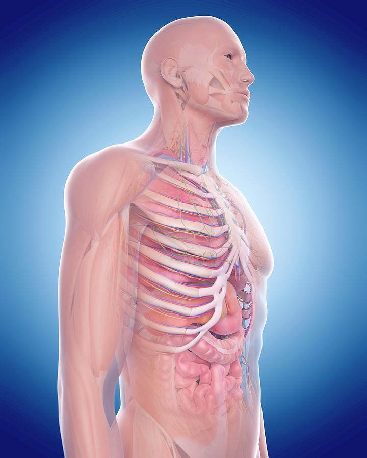 Human Thoracic Anatomy Photograph by Sebastian Kaulitzki/science Photo ...