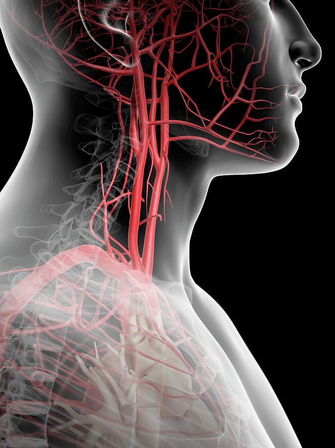 Human Throat And Arteries Photograph by Sciepro - Fine Art America