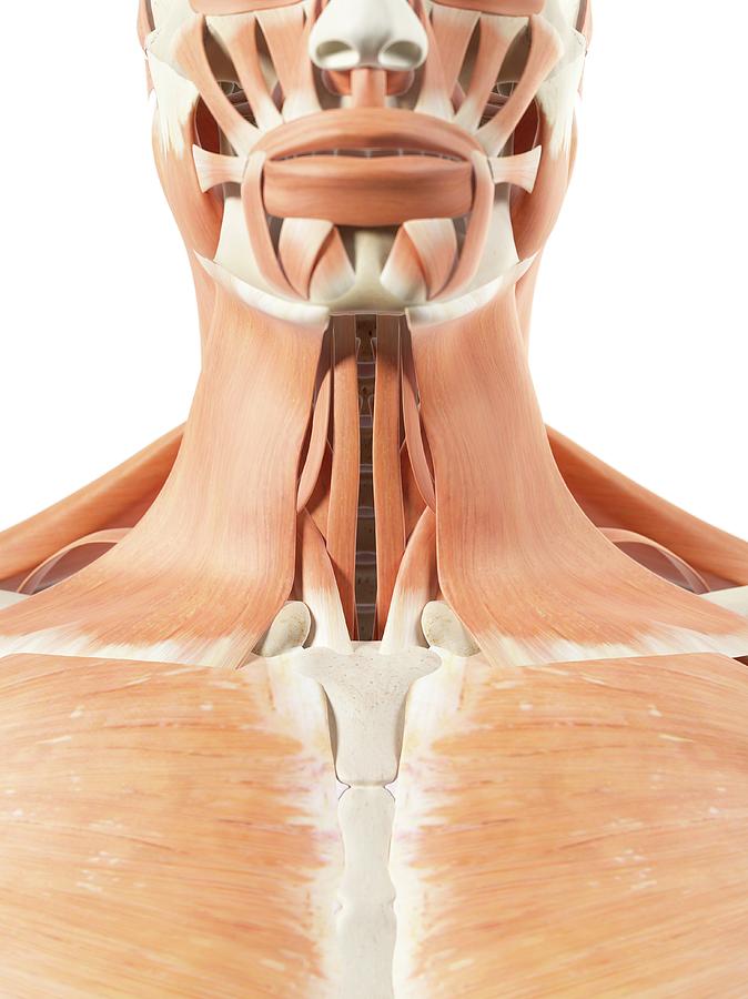 Human Throat Muscles Photograph by Sciepro - Pixels