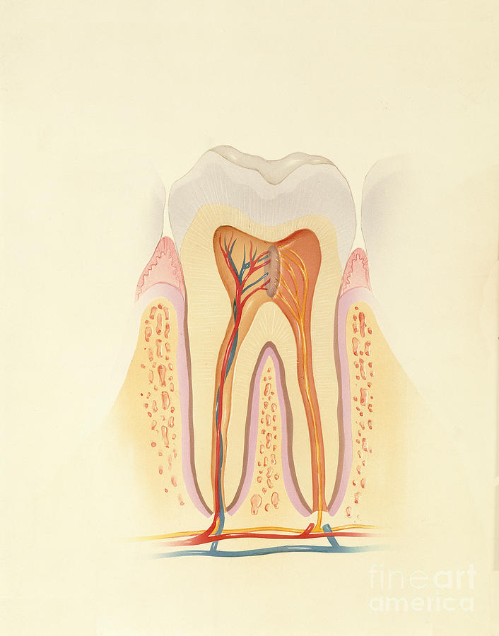 Human Tooth Photograph by Carlyn Iverson