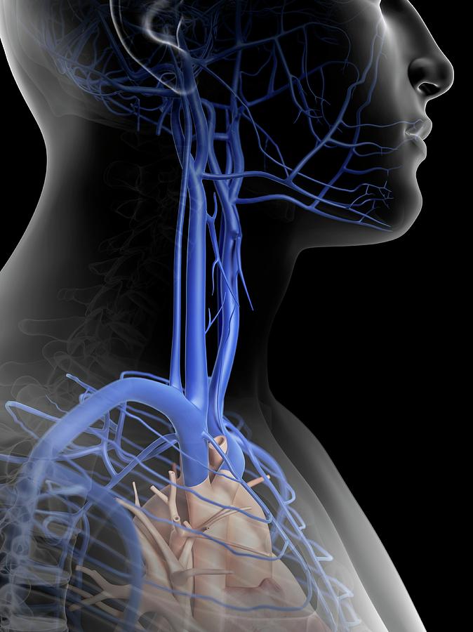 Human Veins In Neck Photograph By Sciepro Fine Art America