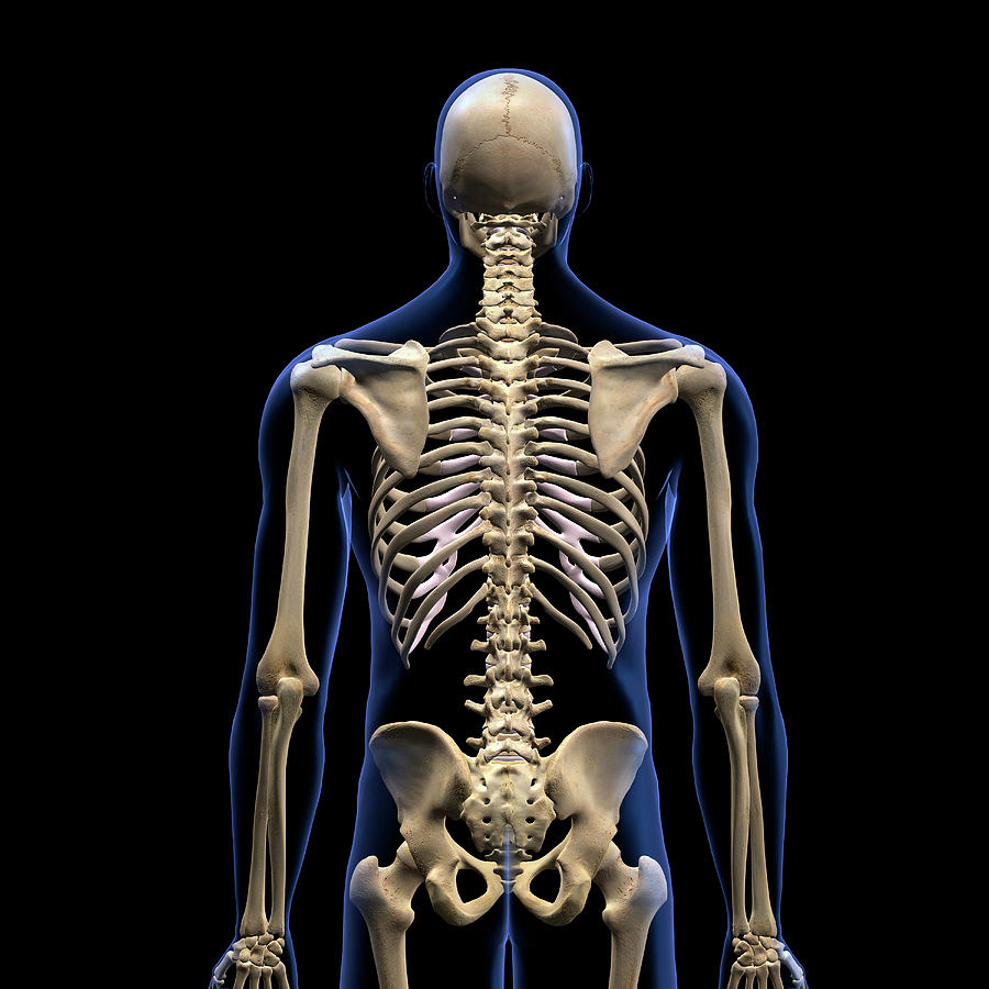Скелет человека спина. Поясница скелет. Скелет со спины. Человеческий скелет со спины.