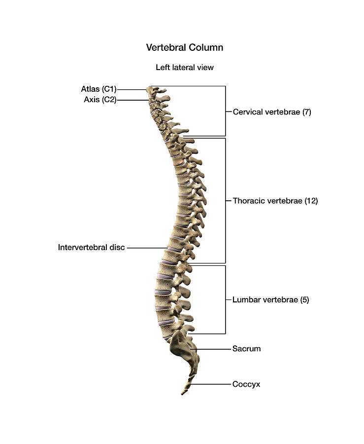 human-vertebral-column-with-labels-photograph-by-hank-grebe