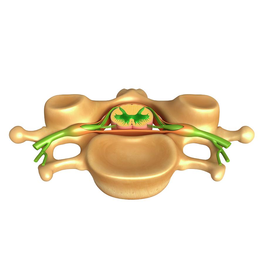 Human Vertebral Structure Photograph by Pixologicstudio/science Photo ...