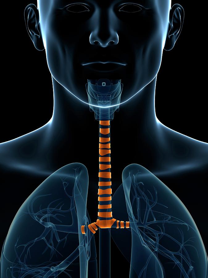 Human Wind Pipe Photograph by Sebastian Kaulitzki Fine Art America