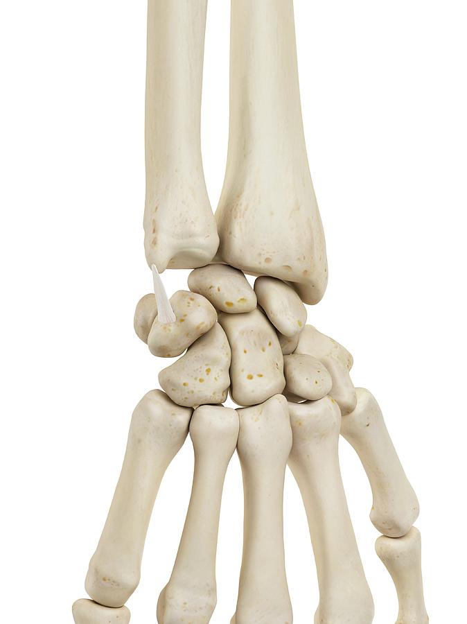 picture of human wrist bones