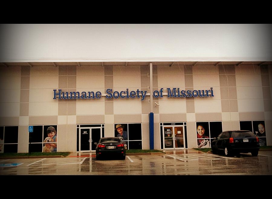 Humane Society of Missouri Photograph by Kelly Awad
