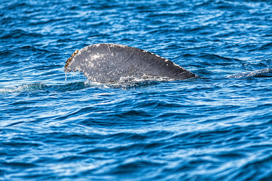 Humback Whale Tale Photograph by Perla Copernik