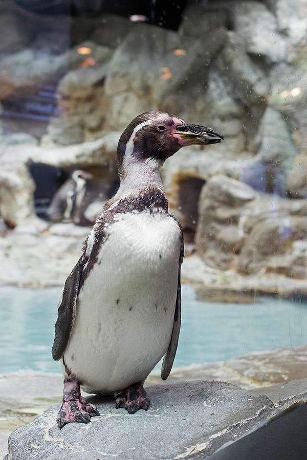 Animal Photograph - Humboldt Penguin by Jim West