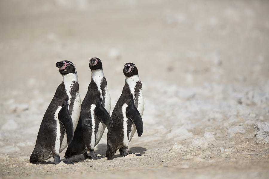 Humboldt Penguin Punta San Juan Peru Photograph by Cyril Ruoso