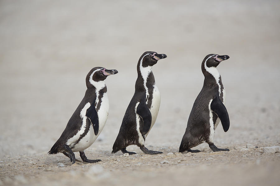 Humboldt Penguin Trio Punta San Juan Photograph by Cyril Ruoso