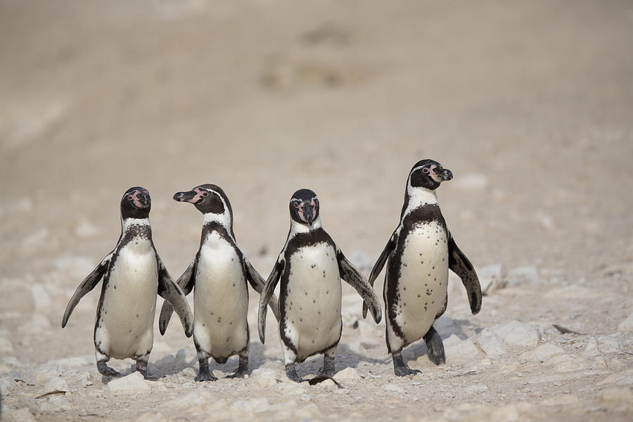 Humboldt Penguins Punta San Juan Photograph by Cyril Ruoso