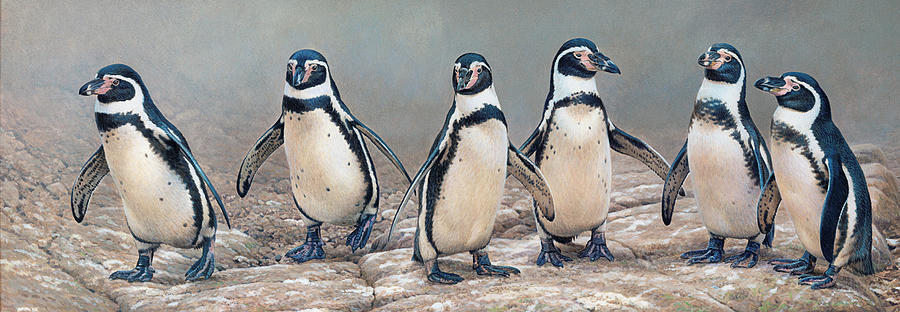 Humboldt Penguins Standing In A Row Photograph by Ikon Ikon Images