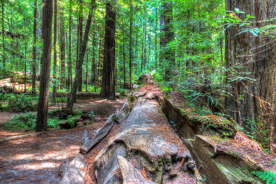 Humboldt Redwoods Photograph by Heidi Smith