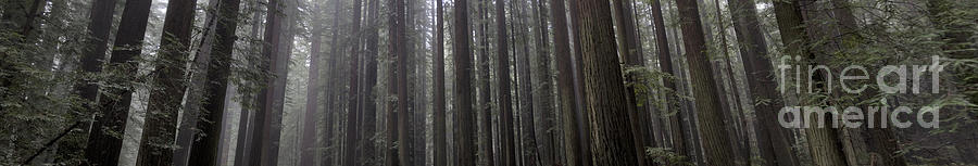 Humboldt Redwoods Photograph by Mark Newman