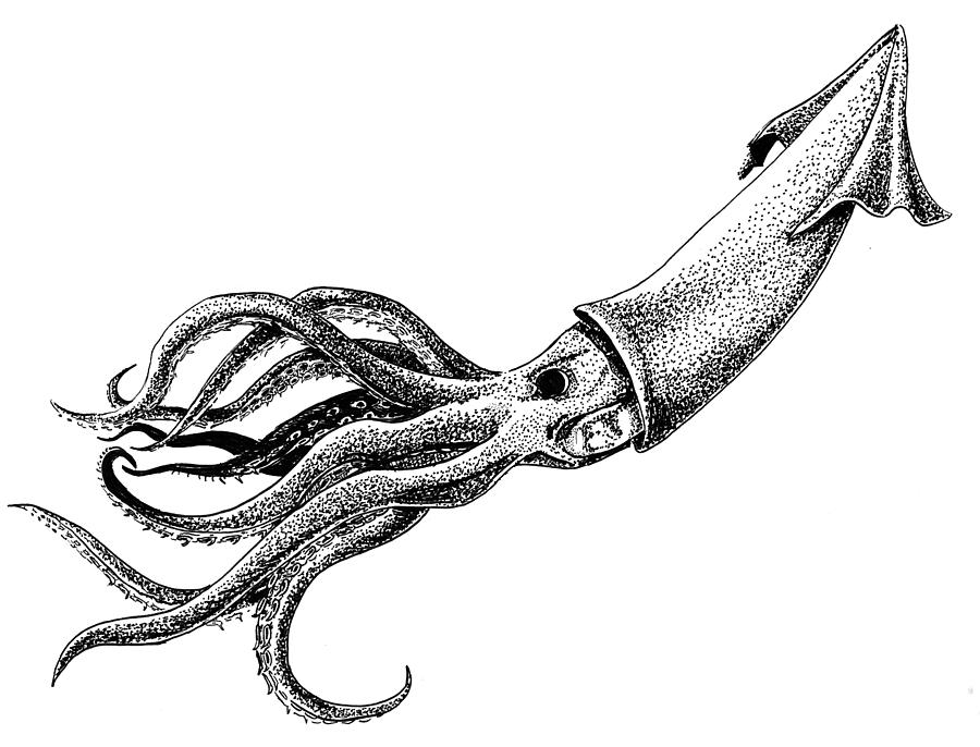 Humboldt Squid Drawing by Lindsay Baker