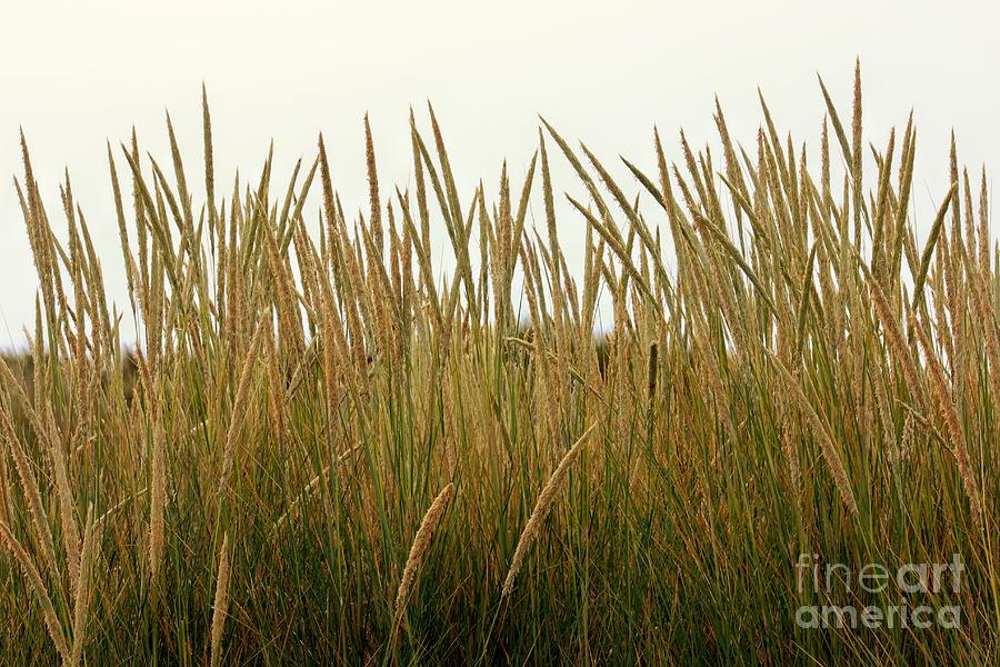 Humbolt Bay Sea Grass Photograph by Douglas Miller