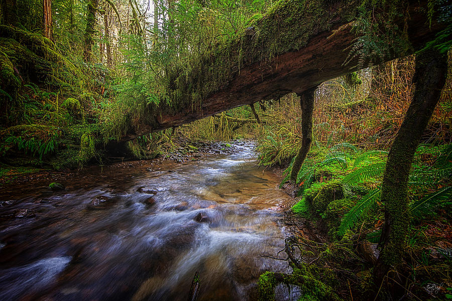 Humbug Creek Photograph by Everet Regal