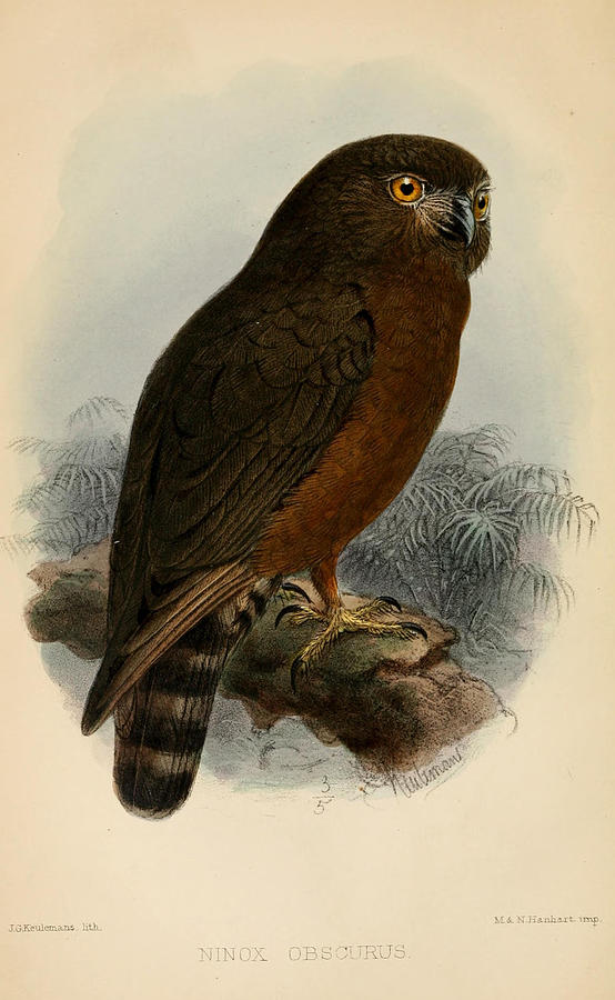 John James Audubon Painting - Humes Hawk Owl by Dreyer Wildlife Print Collections 