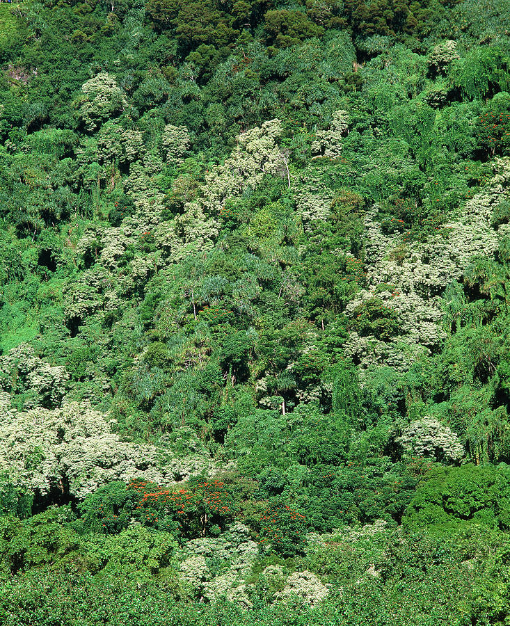 Humid Tropical Forest Canopy Photograph by Simon Fraser/science Photo Library