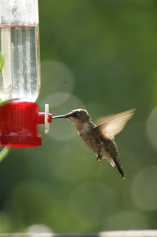 Nature Photograph - Hummer 2 by Heidi Poulin