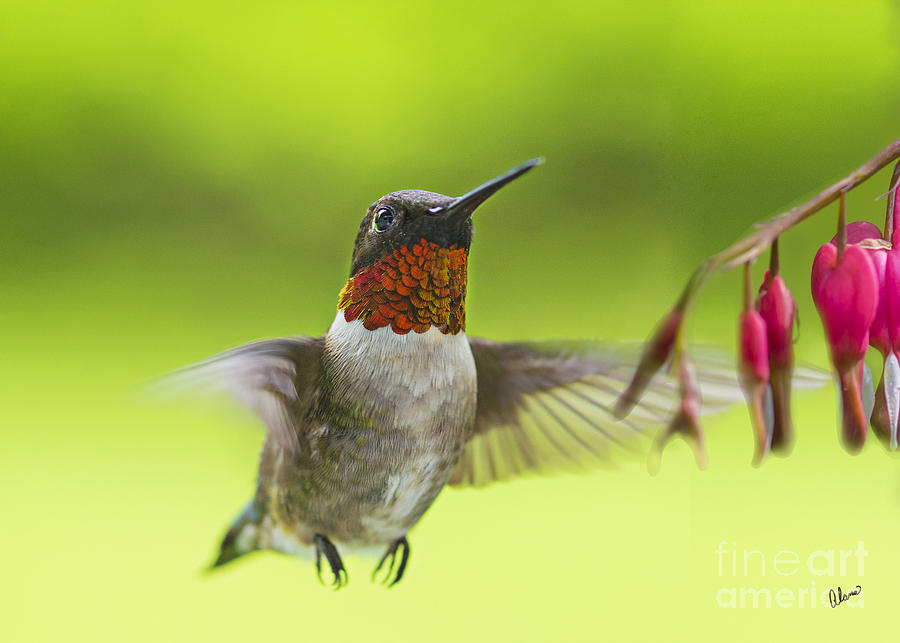 Hummer Photograph by Alana Ranney